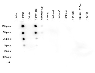 western blot using anti-H3K9ac | Histone H3, acetylated lysine 9 polyclonal antibodies