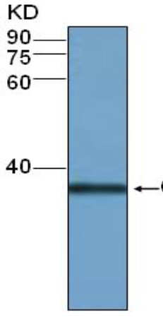 western blot using anti-BZR1 polyclonal antibodies