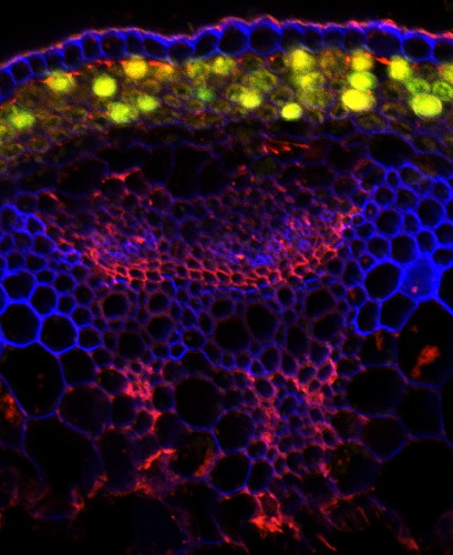 Immunofluorescence of anti-Rhamnogalacturonan-I backbone antibody CCRC-35