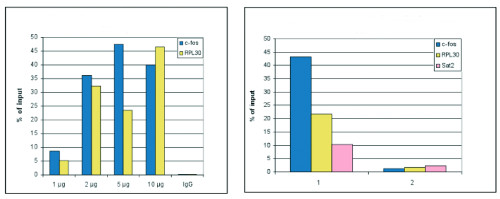 ChIP using anti-H3S10p | Histone H3 (p Ser10) polyclonal antibodies