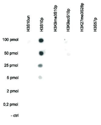 dot blot using anti-H3S10p | Histone H3 (p Ser10) polyclonal antibodies