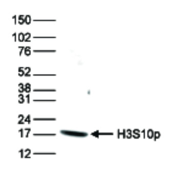 western blot using anti-H3S10p | Histone H3 (p Ser10) polyclonal antibodies