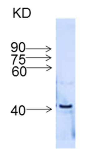 western blot using anti-IFR, isoflavone reductase antibodies