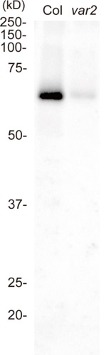 Western blot using anti-FtsH2 antibodies on Arabidopsis thaliana wt and var2 mutant