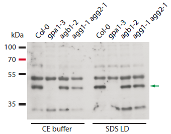 Western blot using anti-GPA1 antibody