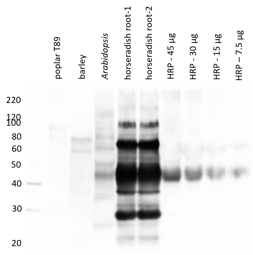 Western blot using anti-HRP antibody