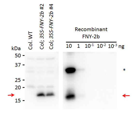 western blot using anti-2b protein [Cucumber mosaic virus]