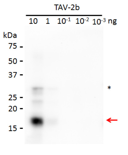 western blot using anti-2b protein [Tomato aspermy virus] antibody