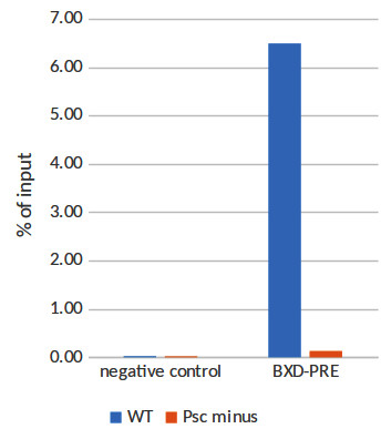 ChIP using anti-Psc antibodies