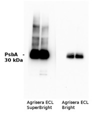 Agerisera ECL