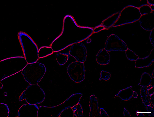 Immunolocalization using monclonal anti-xyloglucan antibodies, LM25