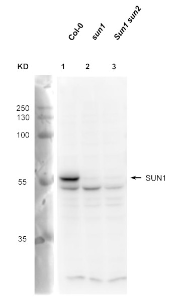 Western blot using anti-SUN1 antibodies