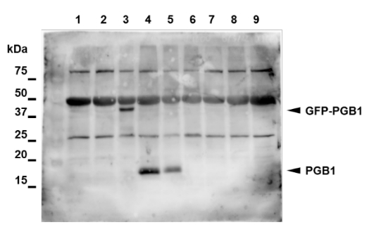 Western blot using anti-AHB1 antibodies