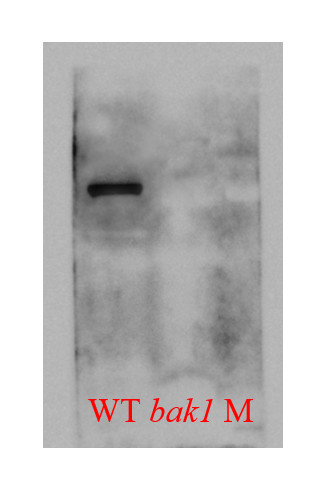 Western blot using antibodies to monocotyl BAK1