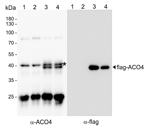 Western blot using anti-ACO4 antibodies