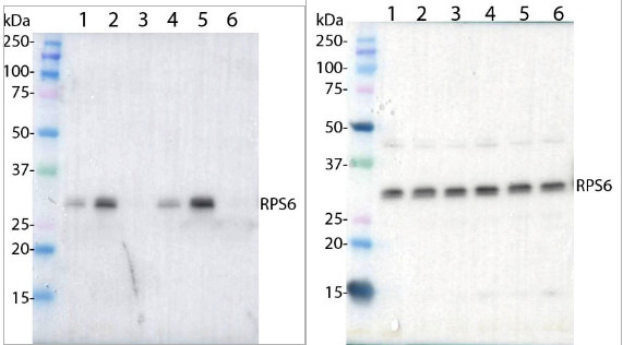 Western blot using anti-RPS6A-P237 antibodies