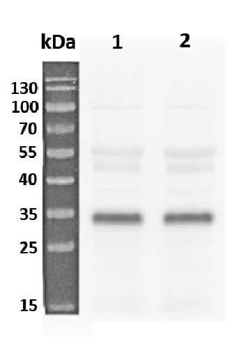 Western blot using anti-RPS6A antibodies