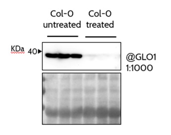 Western blot using anti-GLO1 antibodies