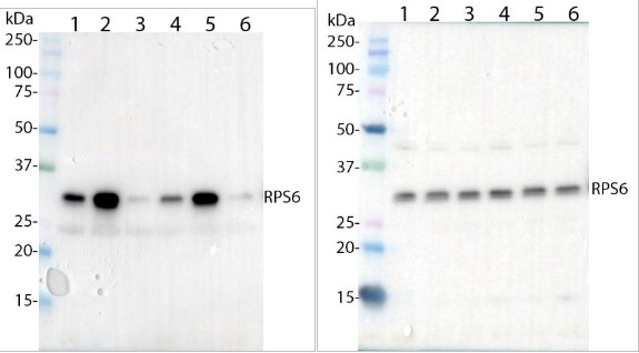 Western blot using anti-RPS6A/P240 antibodies
