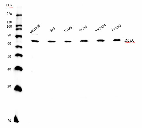 Western blot using anti-RpsA (bacterial) antibodies