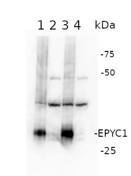 Western blot using anti-EPYC1 antibodies