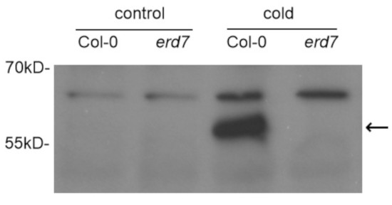 Western blot using anti-ERD7 antibodies