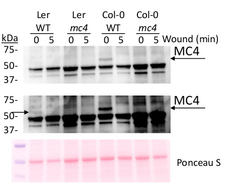 Western blot using antiMC4 antibodies