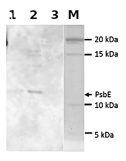 Western blot using anti-PsbE antibodies (Algal)