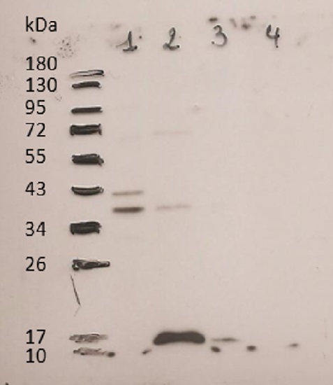 Western blot using anti-Api g 1 major allergen antibodies