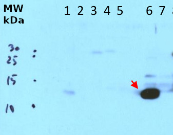Western blot using anti-cyanobacterial PsaE antibodies 
