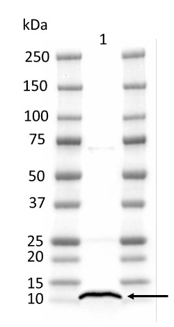 Western blot using anti-PsaG antibodies