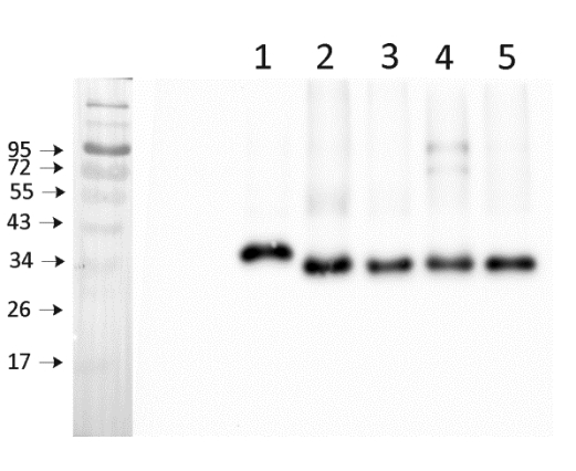 Western blot using anti-cytochrome f (PetA) antibodies