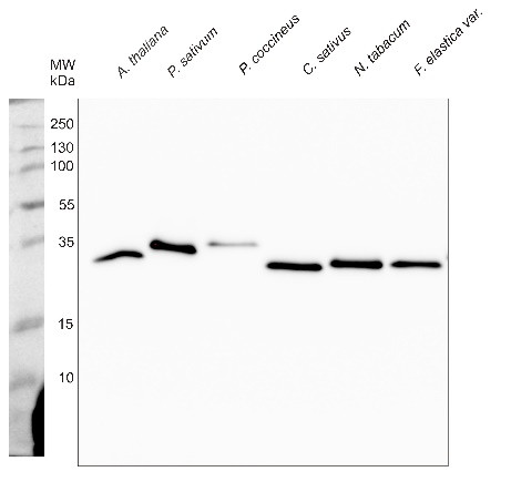 Western blot using anti-PetA antibodies