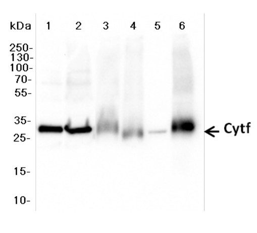 Western blot using anti-PetA antibodies