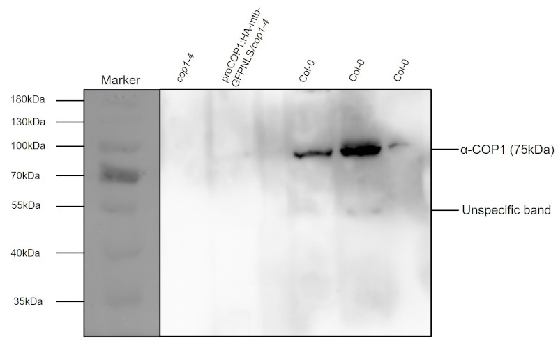 Western blot detection of plant COP1 protein