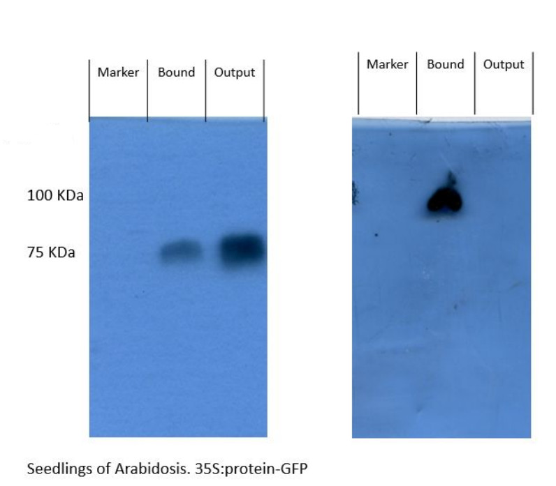 Coimmunoprecipitation using anti-COP1 antibodies