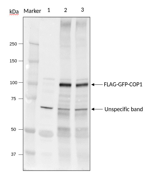 Western blot with anti-COP1 antibodies