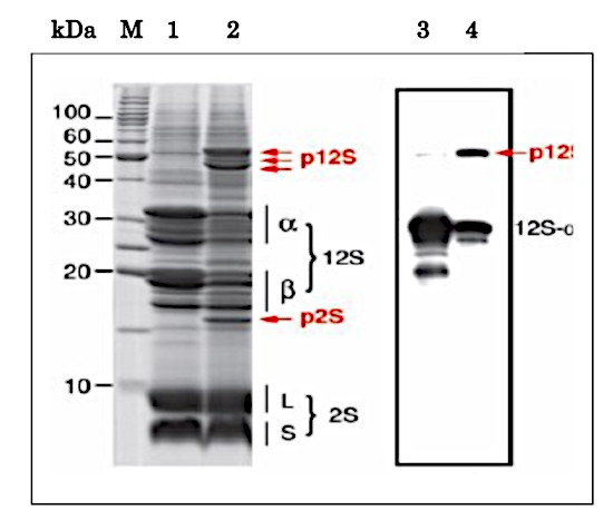 Western blot using anti-12S seed storage protein CRC antibodies