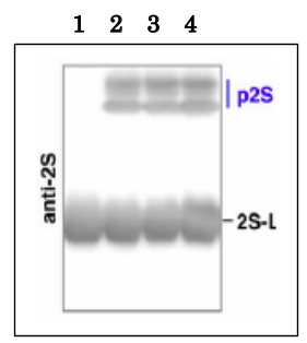 Western blot using anti-2S3M antibodies