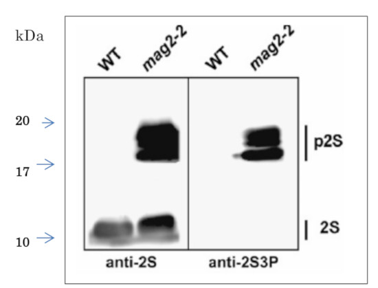 Western blot using anti-2S3P antibodies