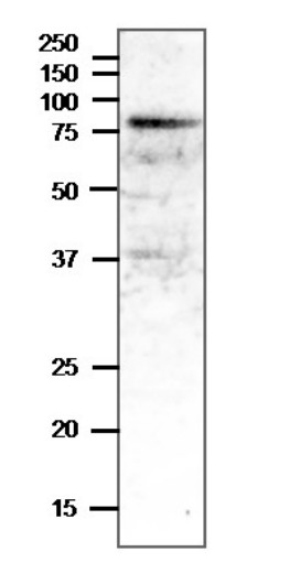 Western blot using anti-VSR1 antibodies