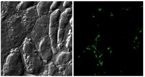 Immunolocalisation using anti-delta VPE antibodies