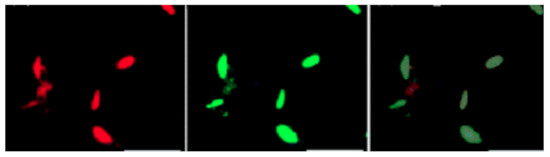 Immunolocalisation of PYK10 using anti-PYK10 antibodies