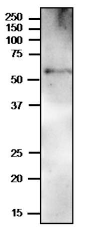 Western blot using anti-PYK10 antibodies