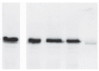 Western blot using anti-oleosin 21.2 kDa antibodies