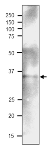 Western blot using anti-PYK-10 (C-terminal) antibodies