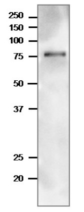 Western blot using anti-TGG1 antibodies