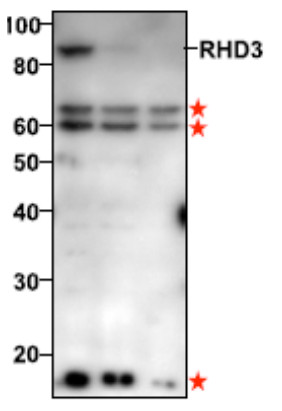 Western blot using anti-RHD3 antibodies