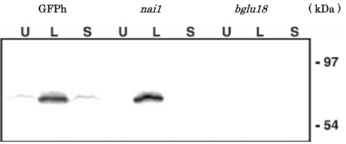 Western blot using anti-BG1 antibodies