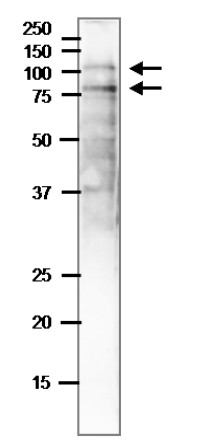 Western blot using anti-NAI2 antibodies